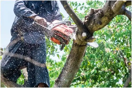 tree services McLoud